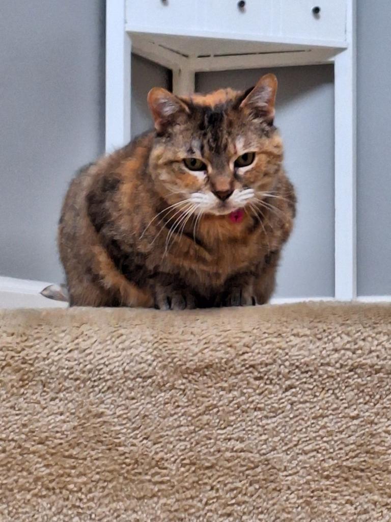 Lost Cat_Banjo